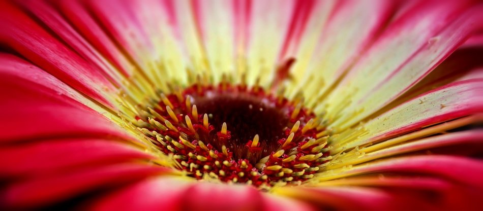 inside gerbera