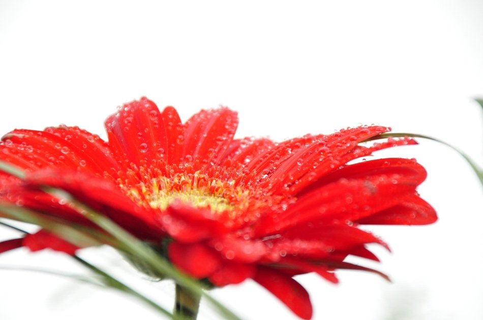 red gerbera in dew drops close up