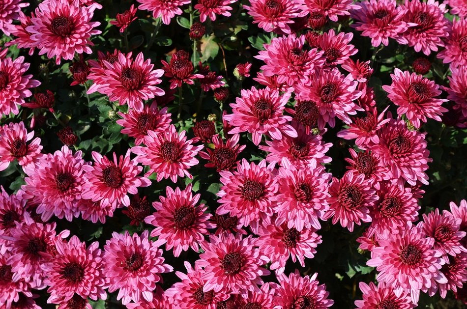 pink flowers on chrysanthemum bush