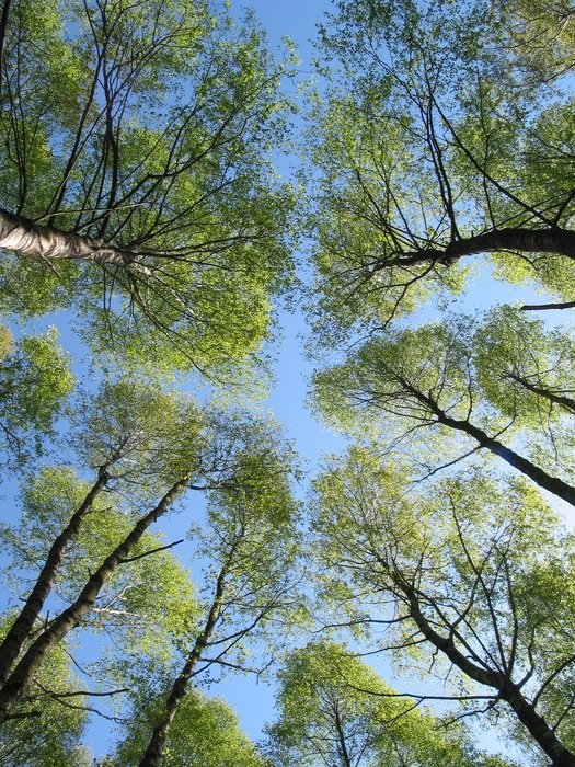 forest trees grow to the sky