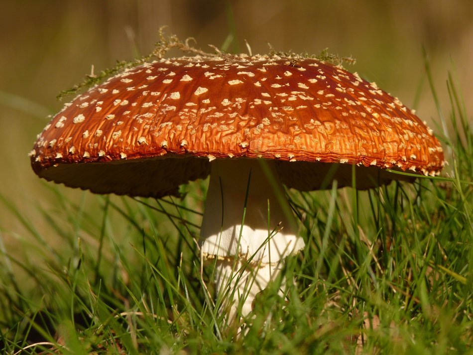 spotted fly agaric