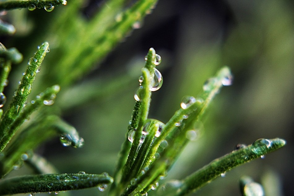 drops of moisture on a green plant