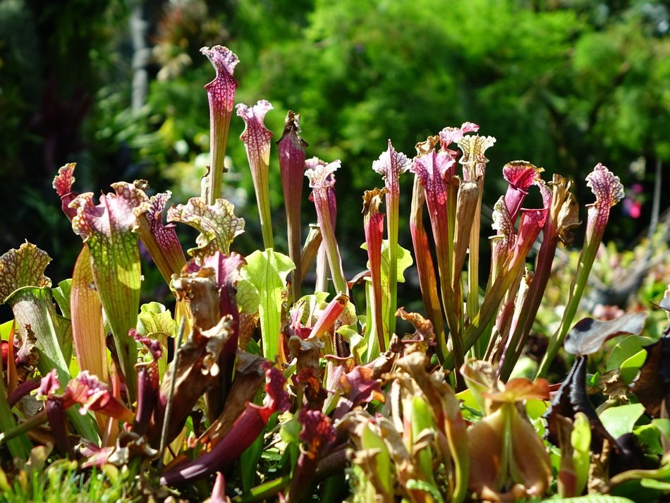 a pitchers plants that feeds on insects