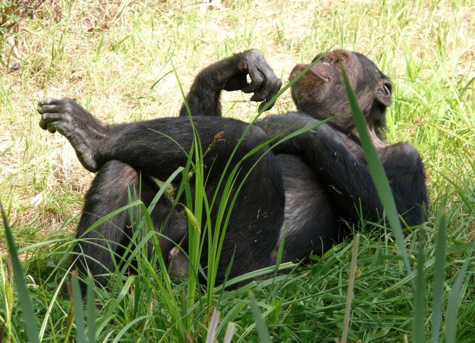 Monkey on the grass