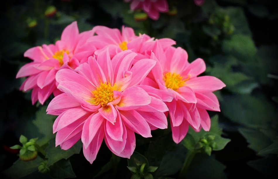 bright pink flowers