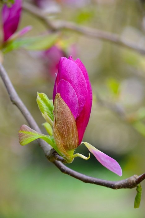 magnolia full bloom