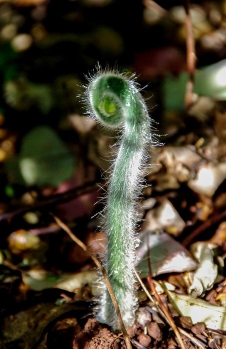 curled fern shoot