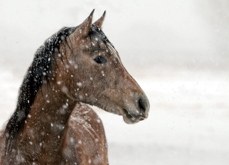 portrait of a horse in snowfall