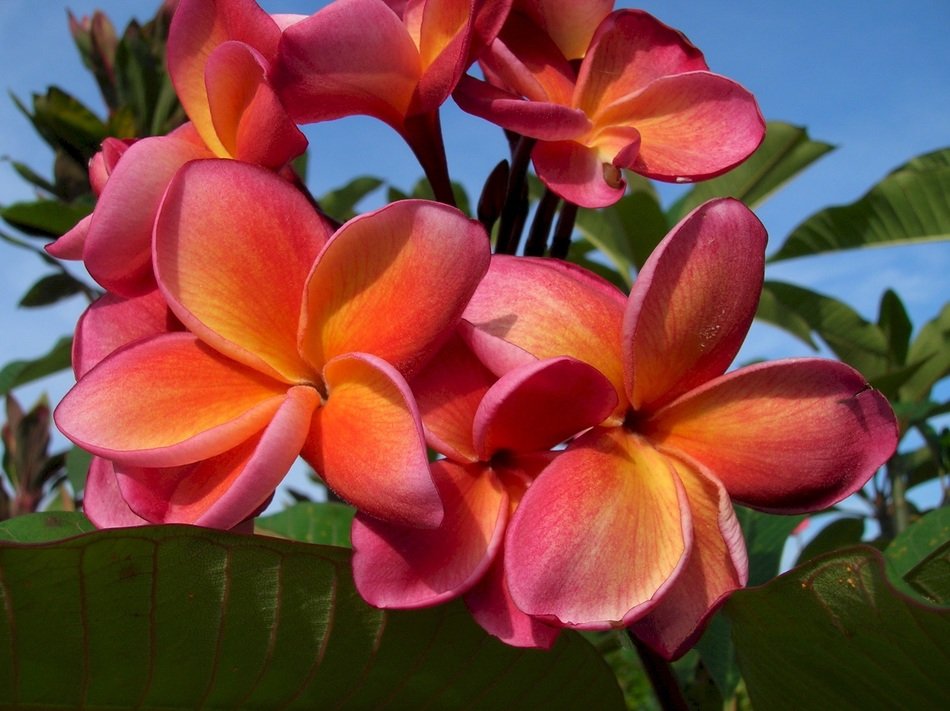 flowers cluster plumeria petals