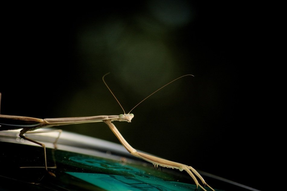 mantis from the cockroach family