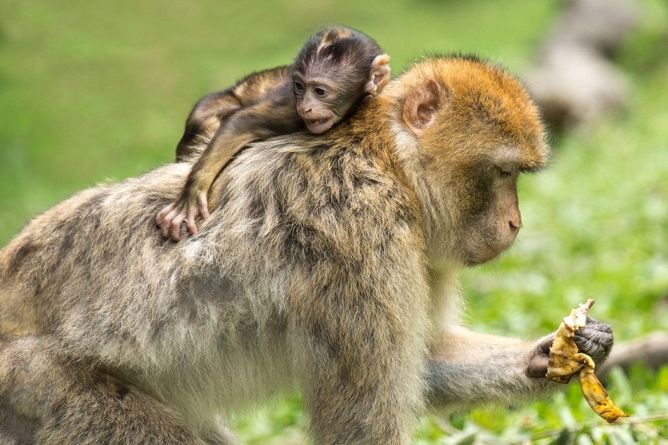 Barbary Ape Cub On Her Mom's Back on a blurred background