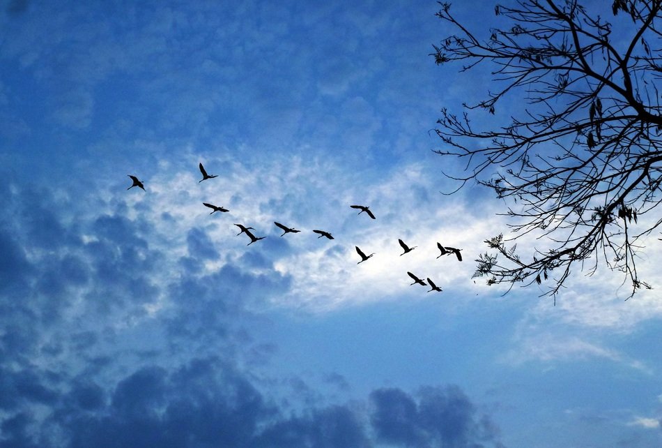 storks fly to heaven