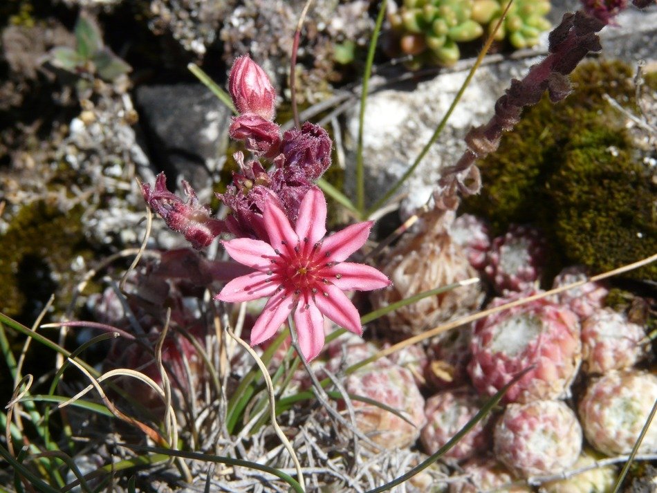 joubarde flower mountain nature