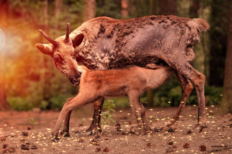 Wild animals in the forest