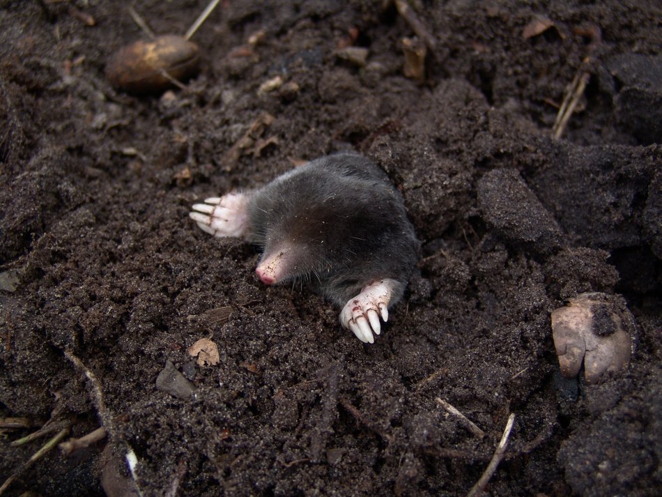 mole in the black earth