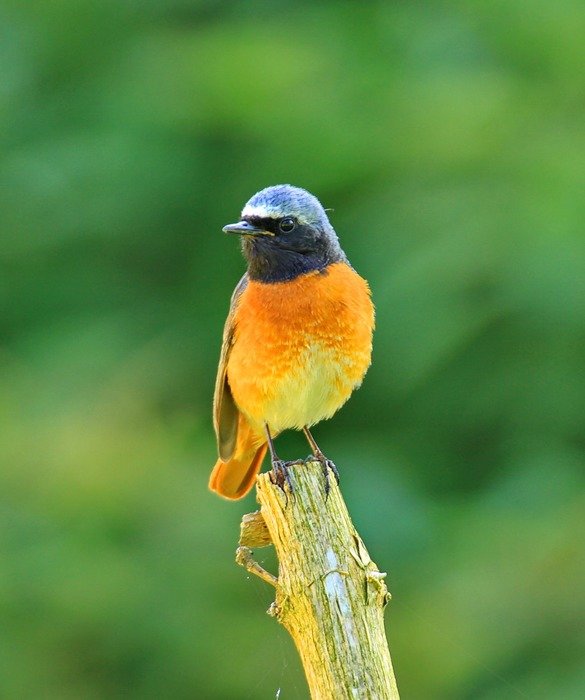 phoenicurus ochruros on a branch