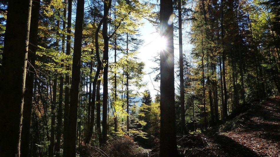 forest in the sun