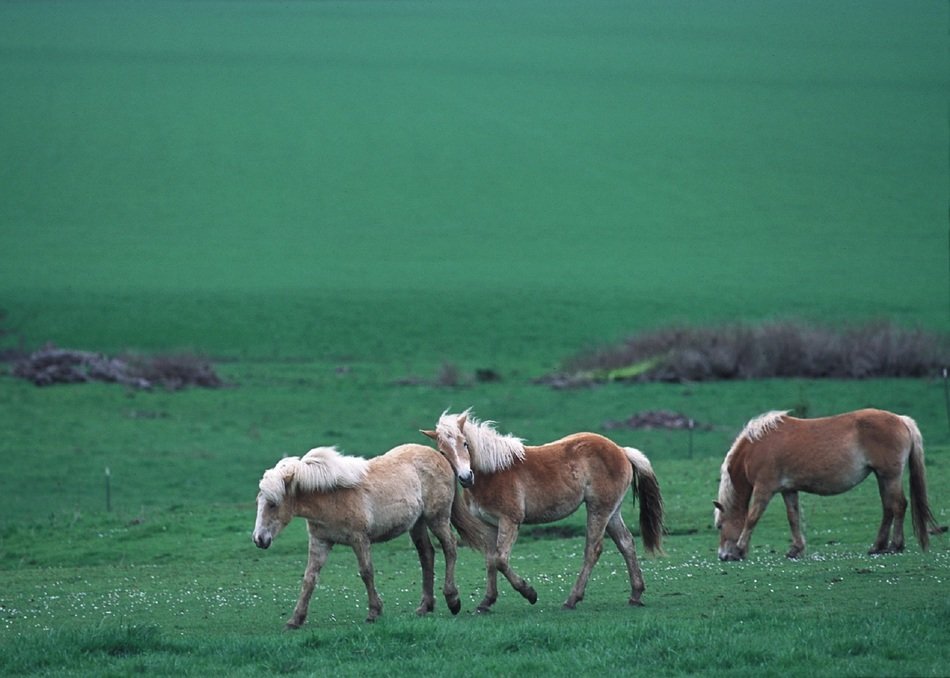 Wild horses among green meadows