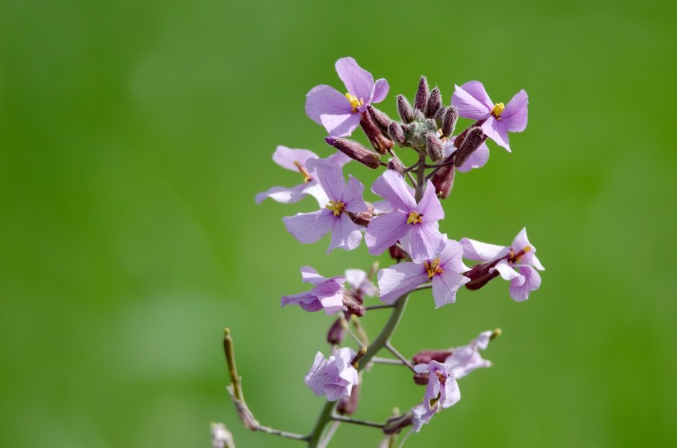 purple lavender in the desert