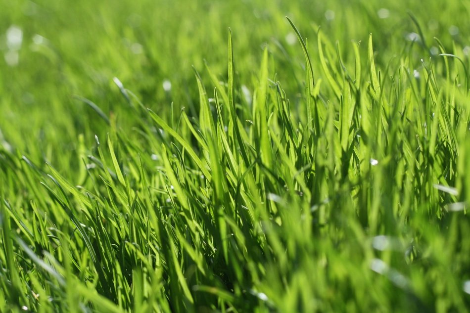 lush grass in the garden