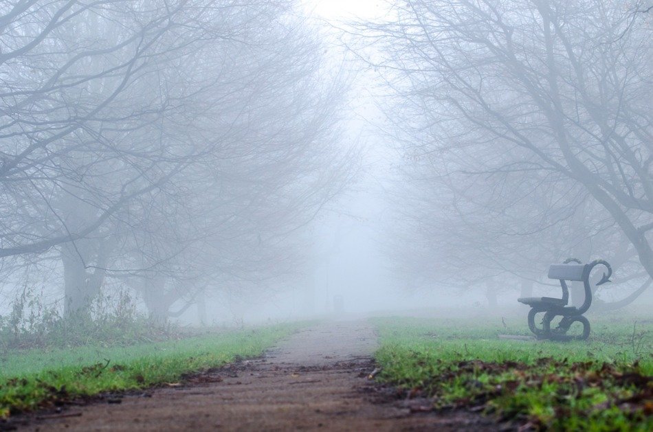 Park alley in the fog