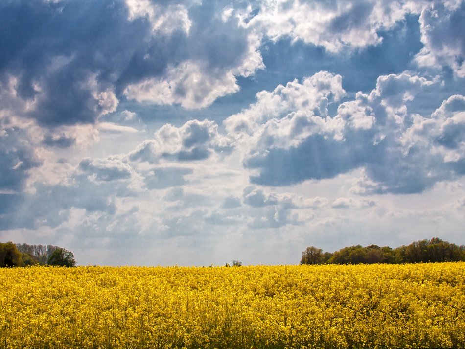 yellow field of rapeseeds cloud sky view