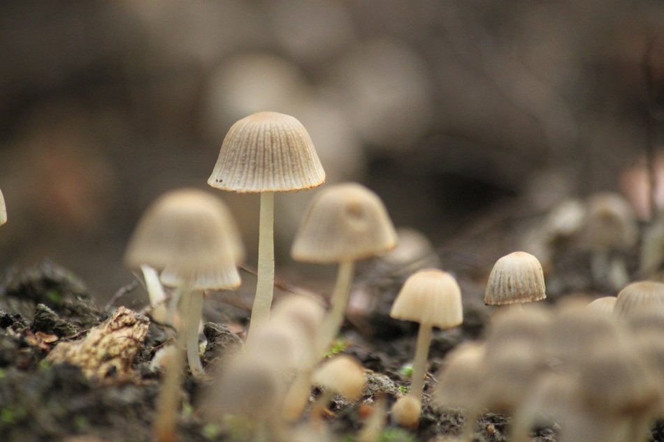 small mushroom in autumn forest