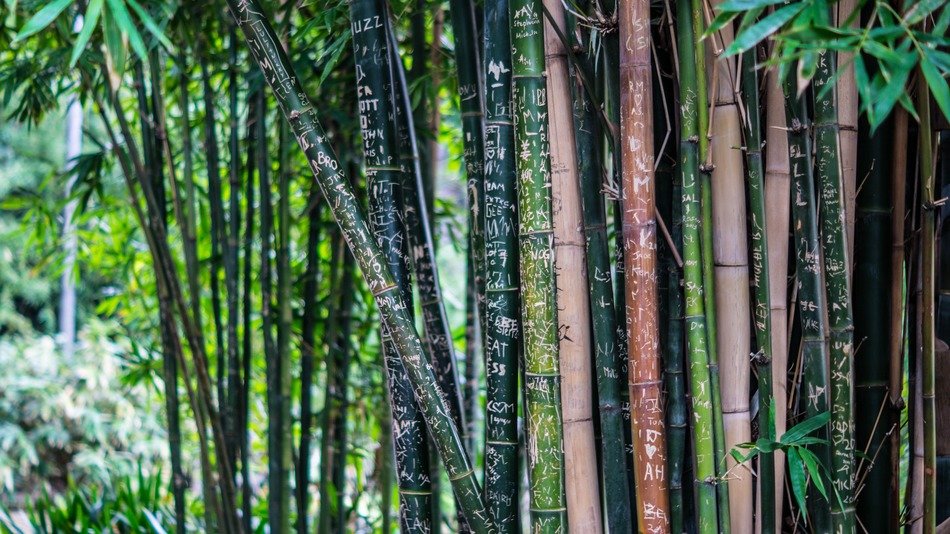 bamboo tall trees plants flora