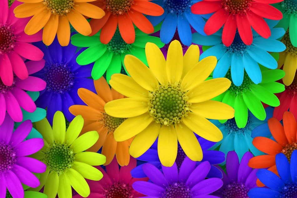 Image of colorful flowers