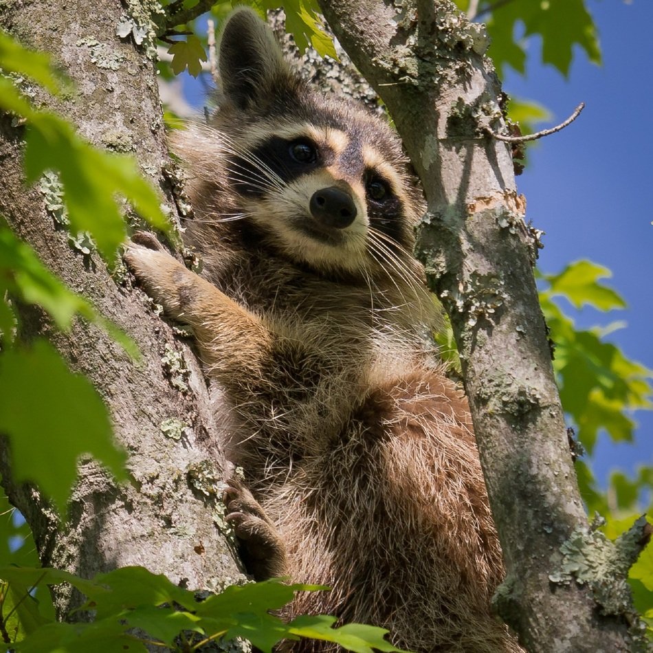 raccoon on the tree