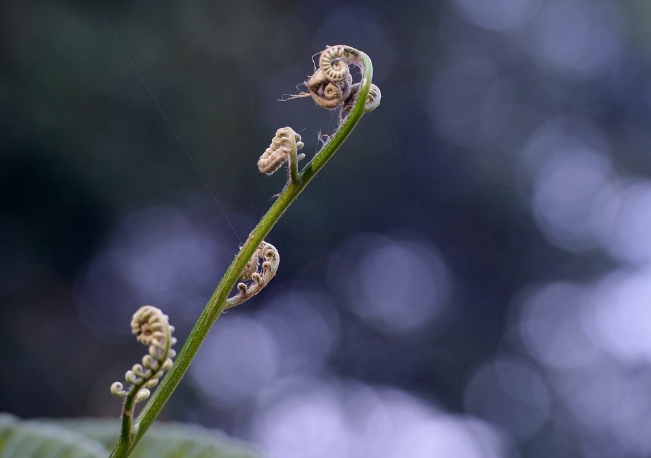 Closeup photo of fern in nature