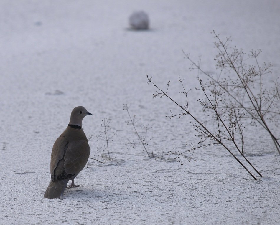 Beautiful and colorful dove on the snow near the plants