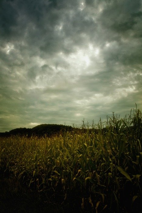 irresistible field corn