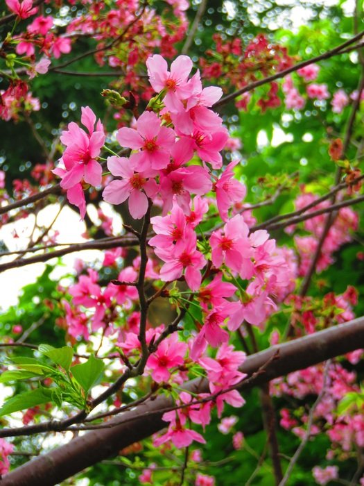 pink cherry flowers on tree branches