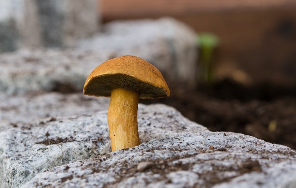 boletus on a stone