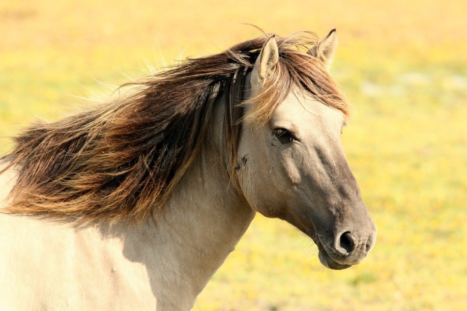 light horse in the pasture on a blurred background