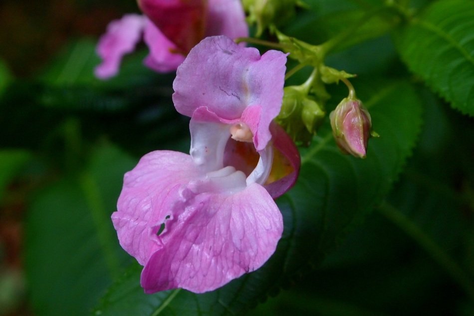 pink orchid is a representative of the flora