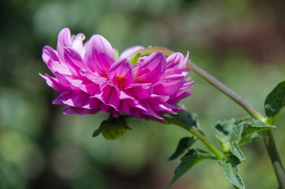 pink dahlia is representative of flora