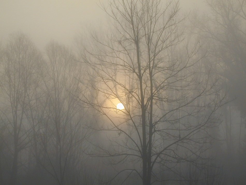 foggy forest at the sunrise