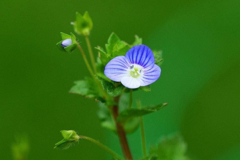closeup picture of blue speedwell flower