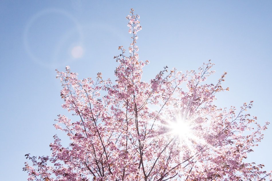 Cherry in bloom against the sunny sky background