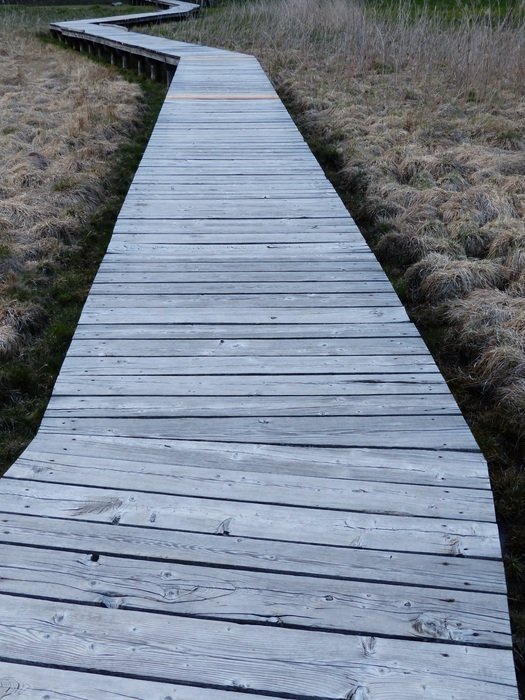 road from boards on a bog