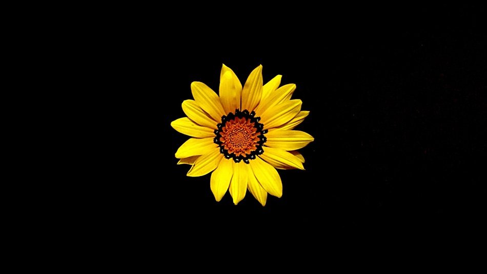 Yellow sun flower on a black background