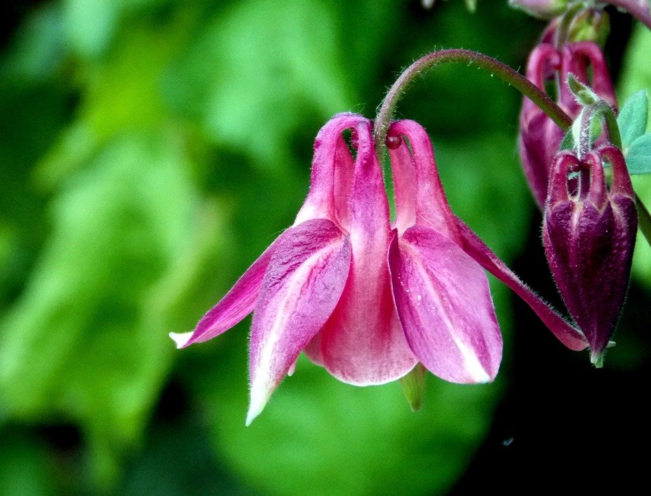 pink flower on a green background