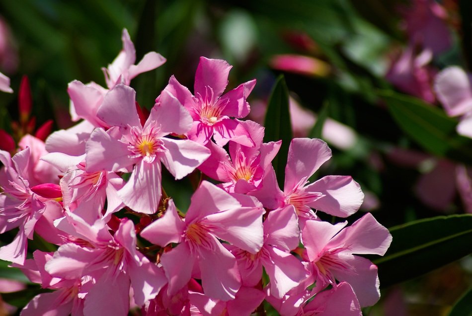 Macro picture of the pink oleander flowers