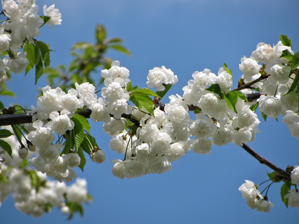 lush white bloom in the bright sun in spring