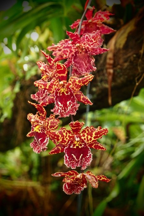beautiful and delightful orchid flower