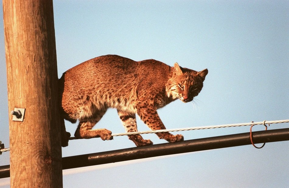 big cat on the pole