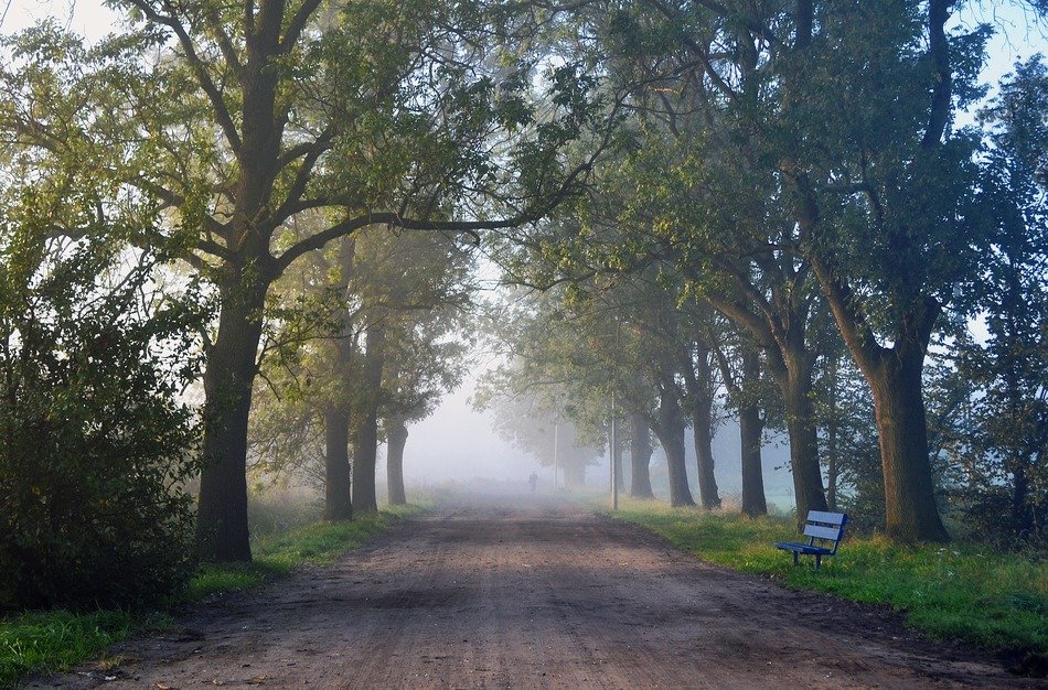 fog on the road in the park