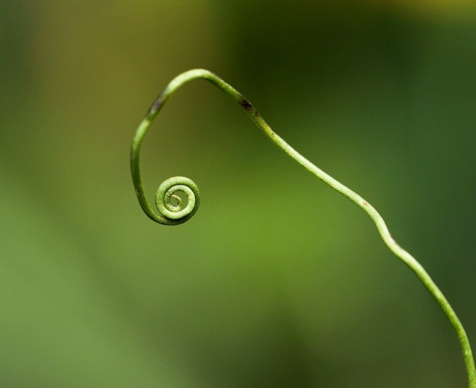 macro photo of wild plant in the forest